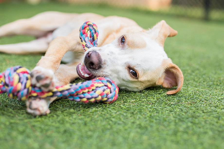 Hunde erlaubt