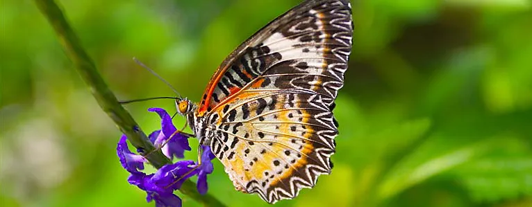Schmetterlinge